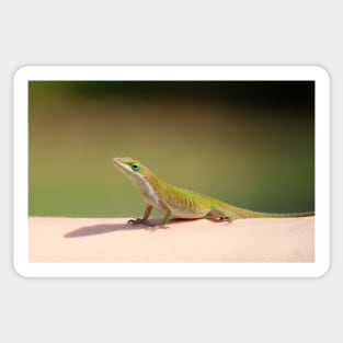 Carolina Anole Sticker